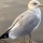 Oiseau 8